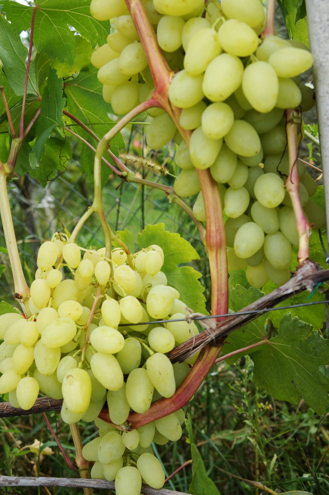 Как сделать полусладкое вино из винограда кишмиш