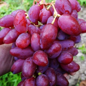 виноград Дубовський рожевий