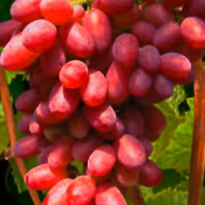 виноград Альбатрос