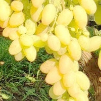 Біла Акація