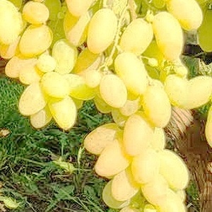 виноград Біла Акація