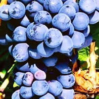 Мускат Блау