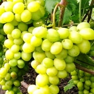 виноград Слава Україні