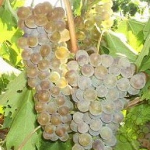 виноград Степняк