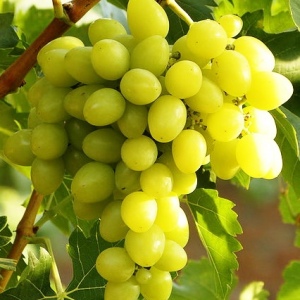 виноград Ладушка