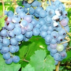 виноград Негру де Яловень