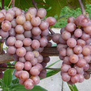 виноград Зігерребе