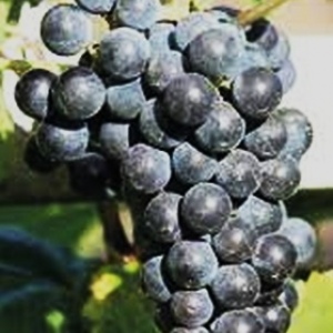 виноград Зейбель 128