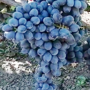 виноград Іванка