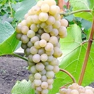 виноград Трамінетт