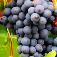 Естер Королівська